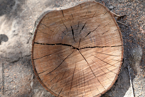 The Lines Rings and Patterns on a tree that was cut down