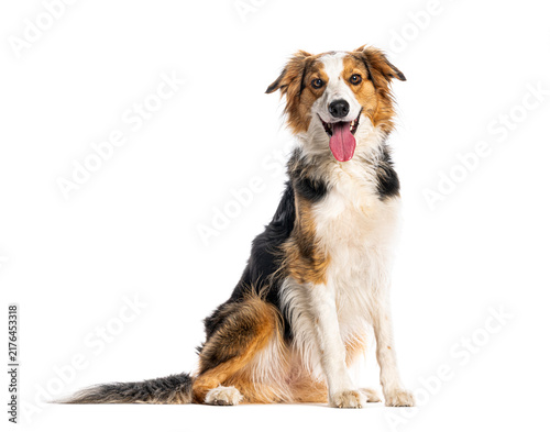 Obraz na plátne Border collie dog sitting, panting, looking at camera
