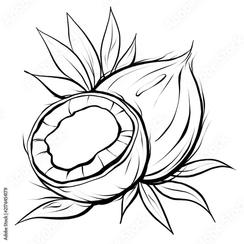 Monochrome Coconut with Tropical Leaves Line Art Illustration