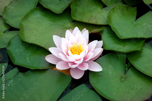 Bild auf Leinwand Single pink water lily blooming among large green lily pads, photographed from above in a peaceful pond setting