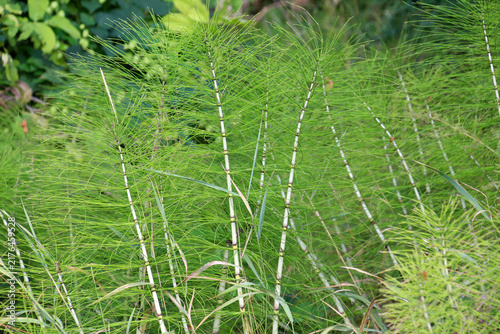 Принти на полотні Great horsetail (Equisetum telmateia) grows in nature