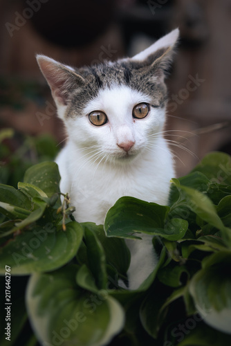 Fotografie Katze