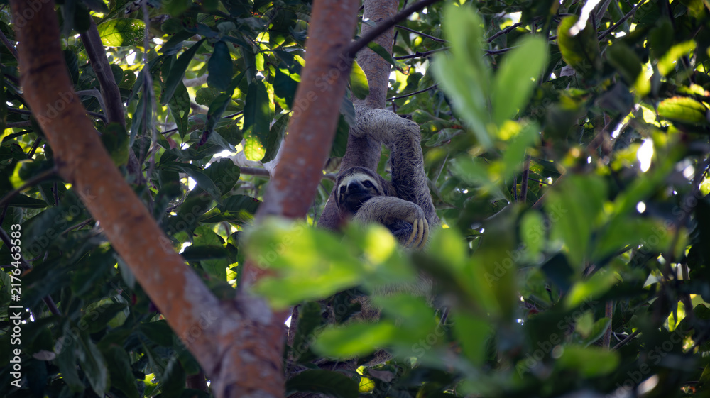Fototapeta premium Sloth on a tree