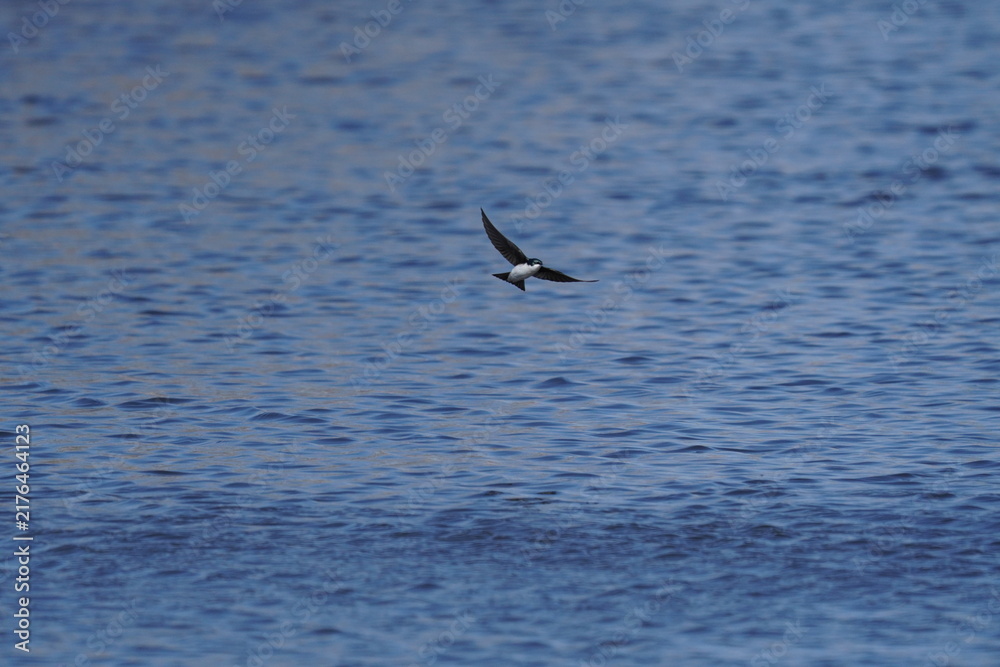 Naklejka premium Tree Swallow over Water