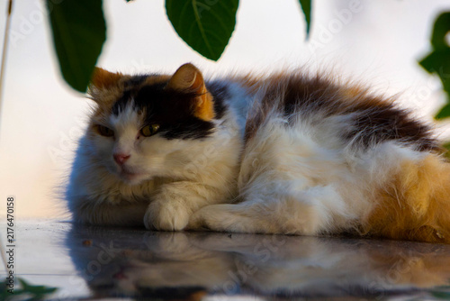Fluffy Calico Cat Resting on Shiny Surface with Mirror Reflection