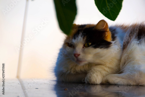 Fluffy Calico Cat Resting on Shiny Surface with Mirror Reflection