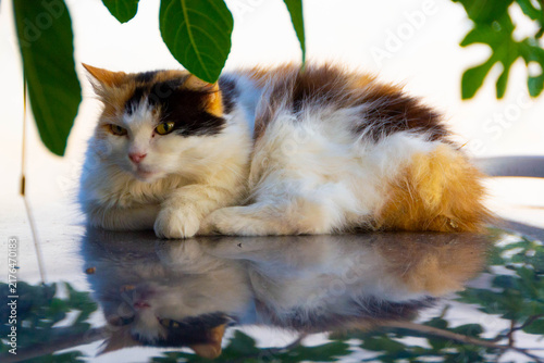 Fluffy Calico Cat Resting on Shiny Surface with Mirror Reflection