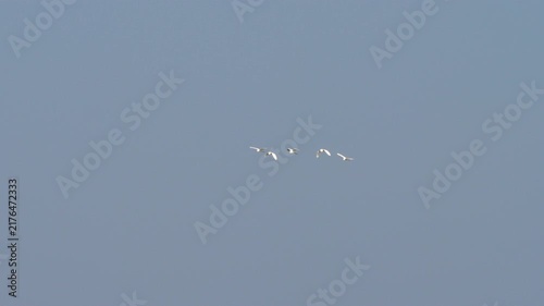 Flock of white birds flying together across a clear blue sky during a sunny day in long shot