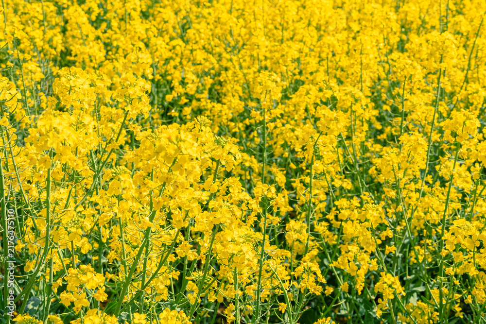 Fototapeta premium Close up view of dense yellow rapeseed blossoms, spring bloom texture, agricultural crop detail.