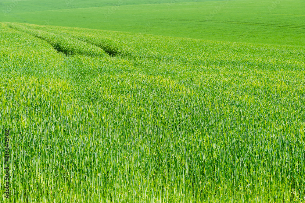 Obraz premium Tractor tracks curve through a young rye field, soft green texture of a spring agriculture landscape