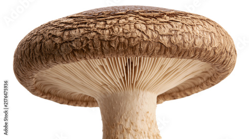 Konstfotografi Brown shiitake mushroom cap with gills and stem, isolated on transparent backgro