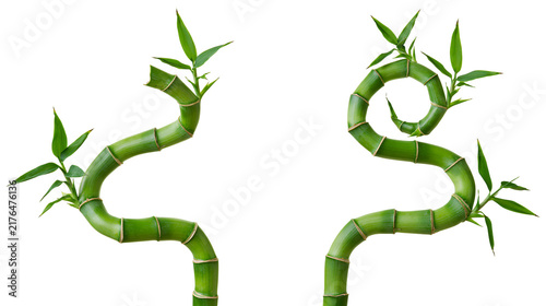 Foto Two green lucky bamboo stalks with leaves, isolated on transparent background