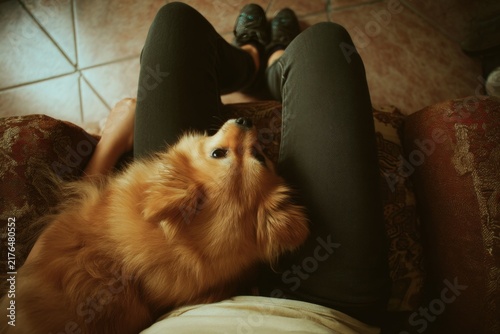Dog rests on owner's lap while they sit on a couch indoors at home during the day