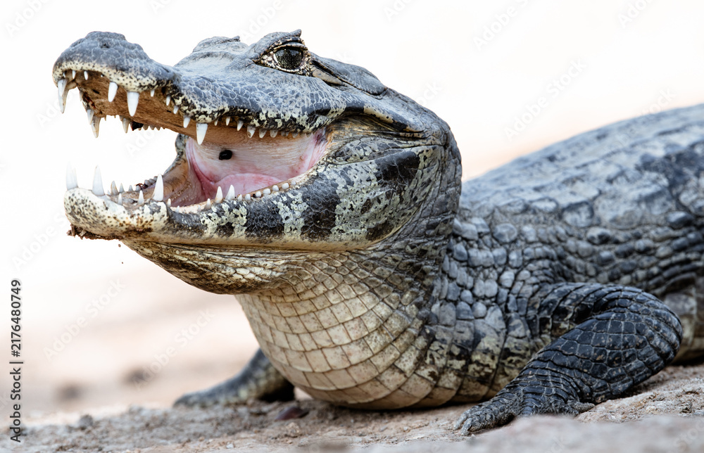 Obraz premium close up of a caiman