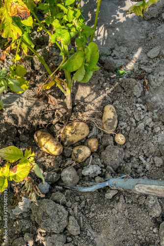 A close-up view of newly dug potatoes still covered in dirt, nestled in the heavy clay next to their plant and a garden fork
