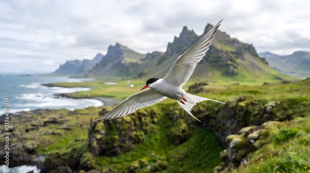 Fototapeta premium Arctic Tern Flying Over Scenic Icelandic Coastline with Mountain Peaks Background