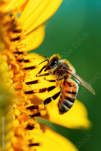 Close-up of bee collecting pollen from bright yellow sunflower with green background in natural sunlight