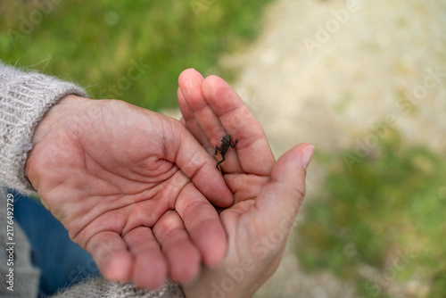 Gentle Hands Holding Tiny Toad in Nature Close-Up Showing Careful Human Interaction With Wildlife