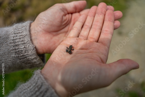 Small Toad in Open Hands: Close-Up Nature Wildlife Photo Showing Tiny Amphibian and Gentle Care
