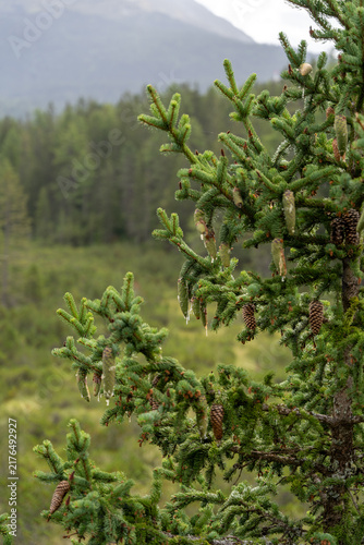 Close-Up of Spruce Tree Branches With Cones in Mountain Forest Landscape