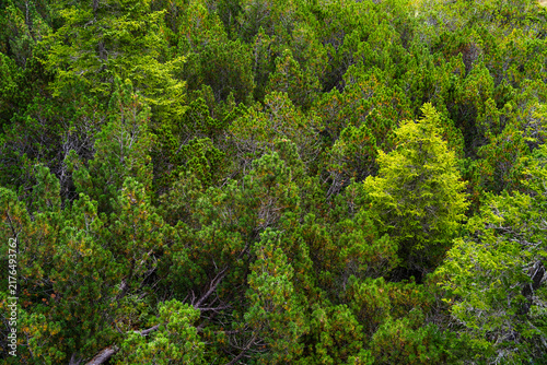Dense Green Conifer Forest Canopy With Pine And Spruce Trees In Mountain Landscape