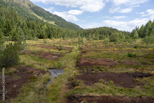 Alpine Mountain Meadow With Peat Bog Patches and Pine Forest Under Blue Sky