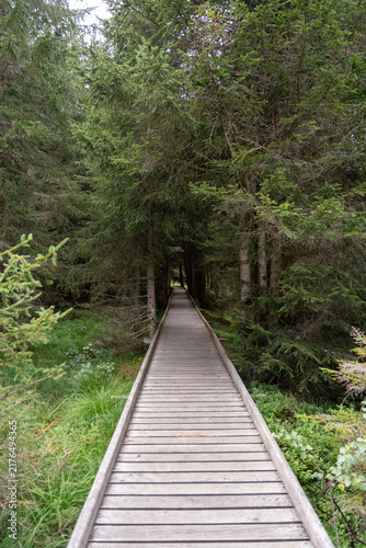 Wooden Boardwalk Path Through Dense Evergreen Forest Leading Into Peaceful Green Wilderness