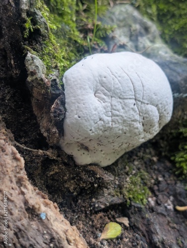 Canvastavla White shelf fungus or polypore mushroom growing on a mossy tree trunk on the forest floor