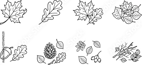 A beautiful collection of eight distinct hand drawn floral flourishes and intricate decorative botanical elements presented on a clear transparent background for design projects