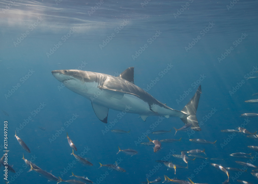Naklejka premium Great white shark in the Pacific Ocean