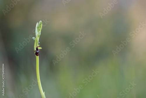 un'orchidea Ophrys insectifera in primavera al tramonto
