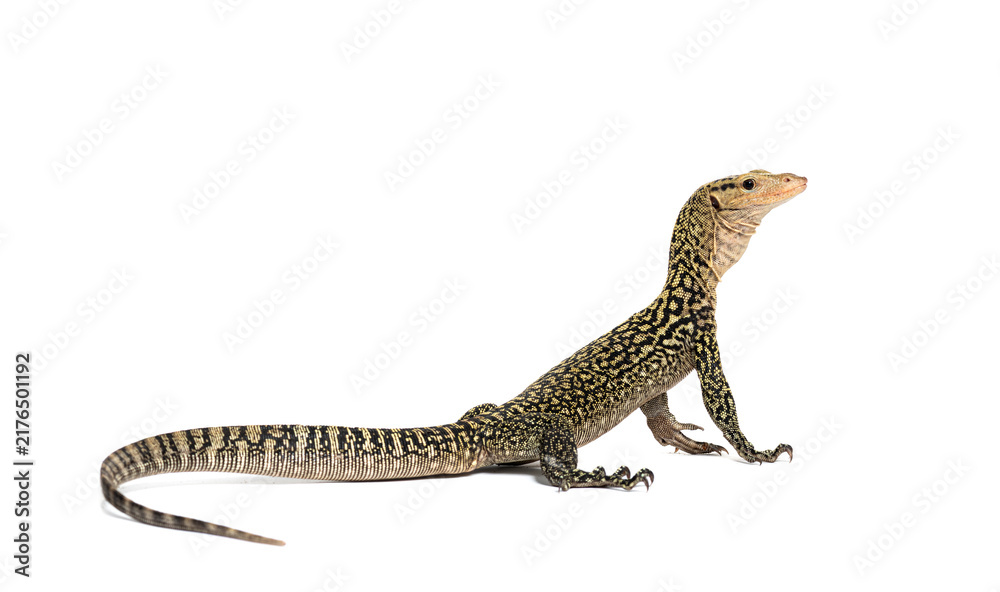 Fototapeta premium Quince monitor lizard looking up on white background