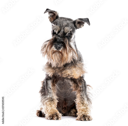 Obraz na plátně Miniature schnauzer dog sitting on white background