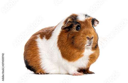 Cuadro en lienzo Domestic guinea pig standing looking on white background