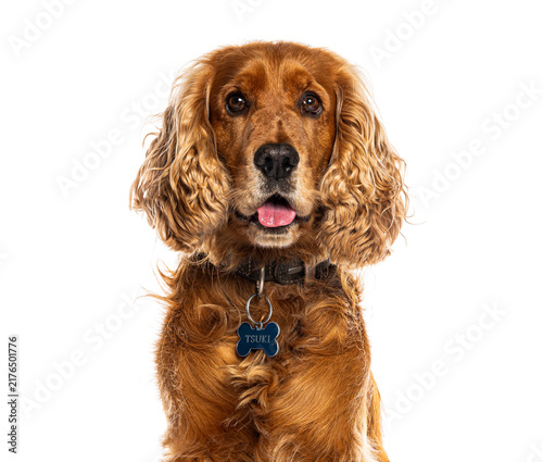 Obraz na płótnie English cocker spaniel dog looking at camera