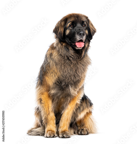 Obraz na plátně Leonberger dog sitting looking loyal on white