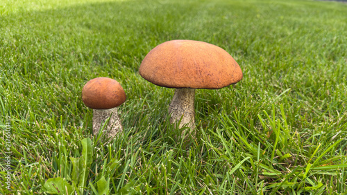 Photography Forest aspen bolete mushrooms (lat