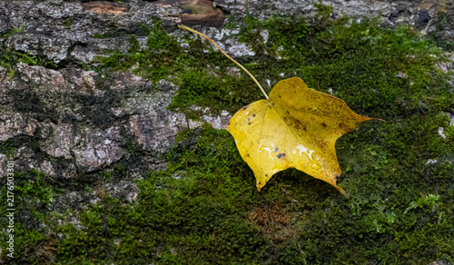 Autumn background closeup of yellow leaf on mossy wood