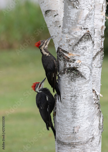 Pileated Woodpecker couple on a birch tree in a rural yard with green grass background