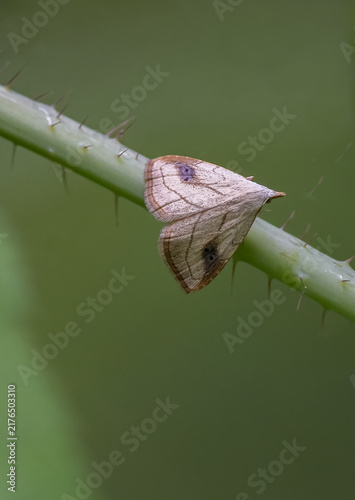 Spotted Grass Moth on a thorny plant stem with green nature background