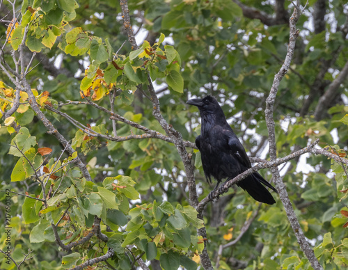 Beautiful Common Raven perched on a branch in a tree in Muskoka Ontario