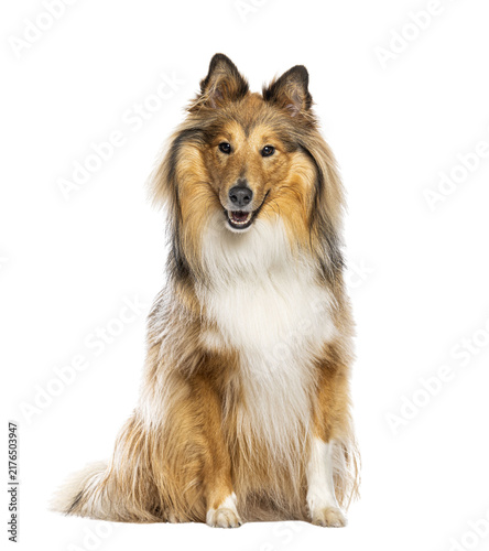 Принти на полотні Shetland sheepdog looking at camera sitting with transparent background