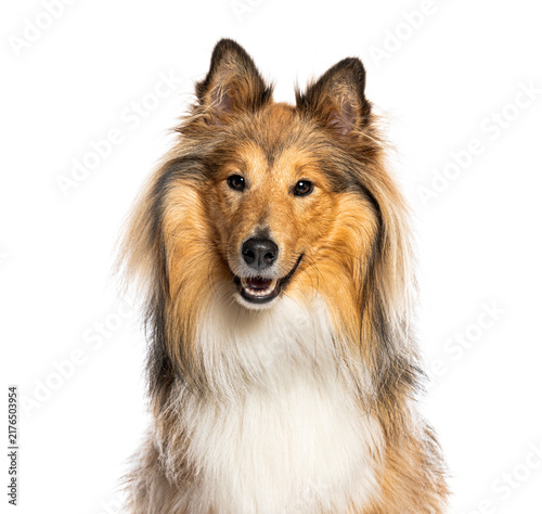 Bild auf Leinwand Shetland sheepdog looking at camera with happy expression