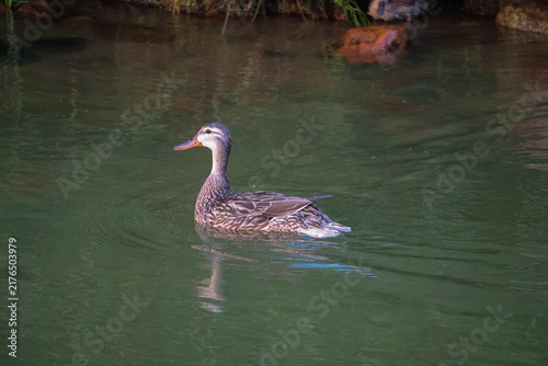Foto Mallard by the Shore