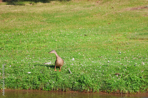 Fotografie Female Mallard at the Shoreline