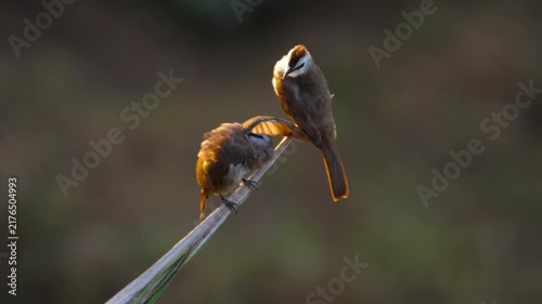 Pair of yellow-vented bulbul birds preening and stretching wing on branch, backlit by warm golden light in natural outdoor environment close-up.