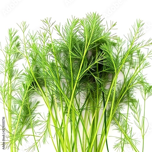 Dill herb with feathery green stalks on white background.