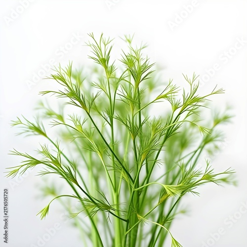 Dill herb with feathery green stalks on white background.