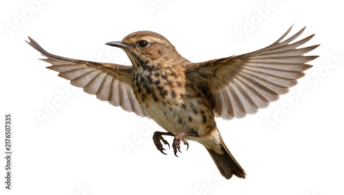 Canvastavla Brown speckled bird with outstretched wings in flight, isolated on transparent b