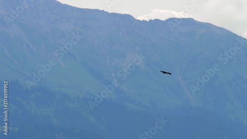 Eagle soaring gracefully through the sky against majestic snow capped mountains and green alpine valley. Wide shot of wild bird flying high.